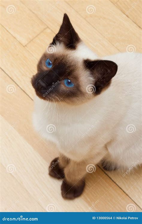Siamese Cat Looking Up Blue Eyes Stock Photo - Image of beautiful ...