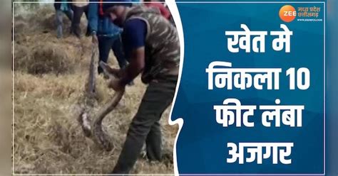 Image result for Ajgar Python