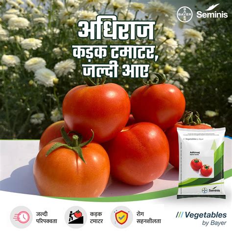 ADHIRAAJ F1 HYBRID Tomato (Seminis) Seeds - Grow Robust Plants & Large ...
