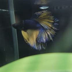 Image result for Betta Fish Compatibility