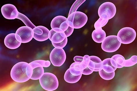 Bildergebnis für candida hiivasieni