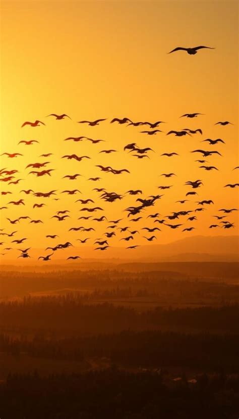 Image result for HTML Form with Code Orange Color