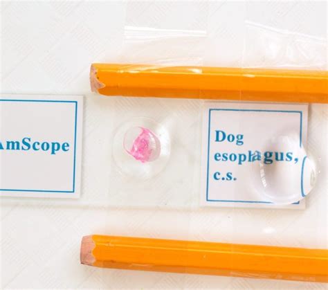 Image result for How to Make a Microscope at Home