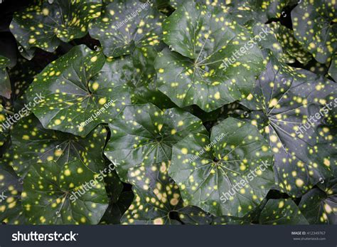 Leopard Plant Farfugium Japonicum Aureomaculatum Stock Photo 412349767 ...