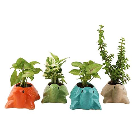Leafy Tales Turtle Shape Ceramic Pot Set of 4, Pot Only | Home Décor ...
