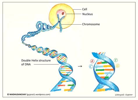 ડીએનએની ‘ડબલ હેલિક્સ’ રચના તથા ડીએનએ સિક્વન્સમાં જીનેટિક કોડ – મધુસંચય