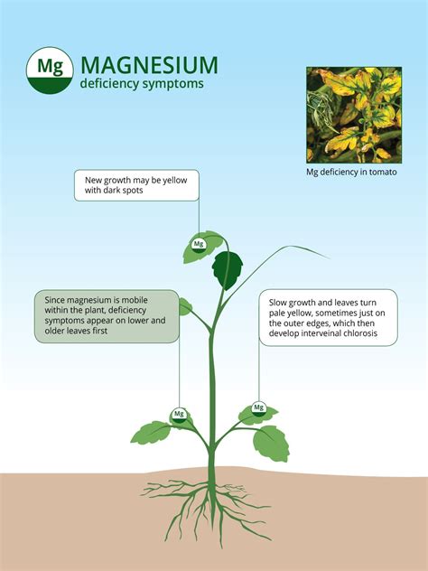 What Plants Need Magnesium And How To Spot A Deficiency
