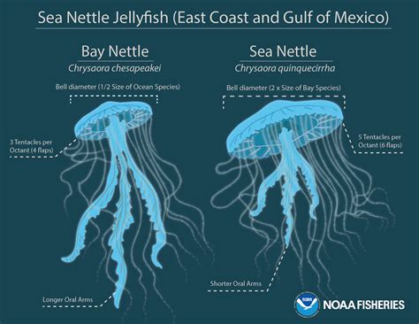 What Does A Sea Nettle Sting Feel Like at Catherine Dorsey blog