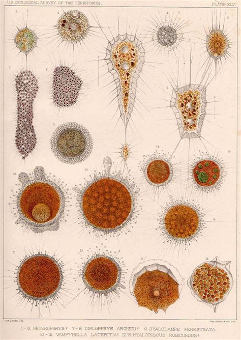 Microscopic Life Forms 的图像结果