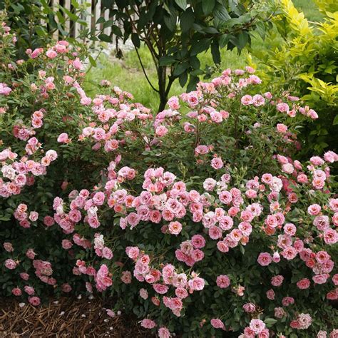 10 Best Miniature Rose Bush Varieties - SONG OF ROSES