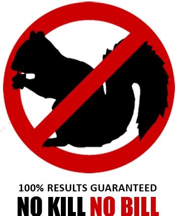 Image result for Squirrel Control