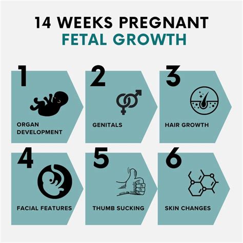 14 Weeks Pregnant: Body Changes, Symptoms, and Fetal Growth