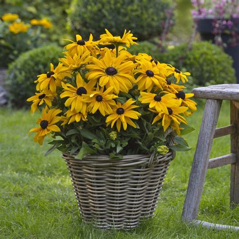 A Beginner's Guide to Growing Black Eye Susans (Rudbeckia) - The Arches