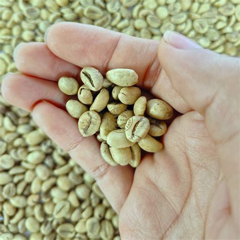 ARABICA COFFEE BEANS – CÔNG TY TNHH XUẤT NHẬP KHẨU LỘC NAM