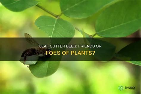 Image result for How to Control Leaf Cutter Bees