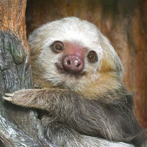 Image result for How to Draw a Two Toed Sloth