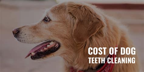 Cost of Dog Teeth Cleaning – Scaling, Fillings, Gum Cleaning & FAQs