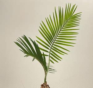 Cloud Farm Cycus Revoluta Plant Price in India - Buy Cloud Farm Cycus ...