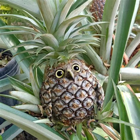 Image result for 2 Animals Photoshop Tutorial