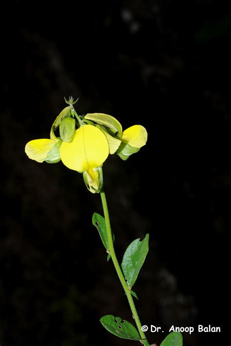 Crotalaria multiflora (Arn.) Benth. | Plants of the World Online | Kew ...