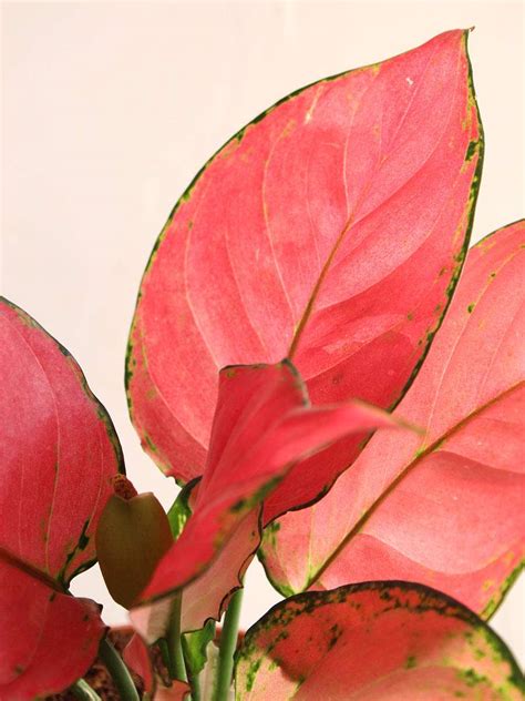 Aglaonema Red Anjamani (Medium) – Greenkin