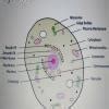pls solve this question class 9th science. - Brainly.in