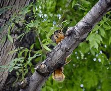 Image result for Baby Squirrel Age Chart