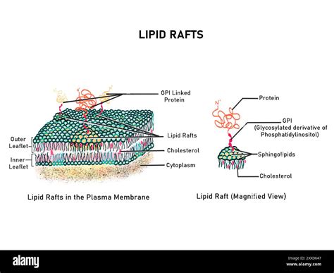Lipid raft hi-res stock photography and images - Alamy