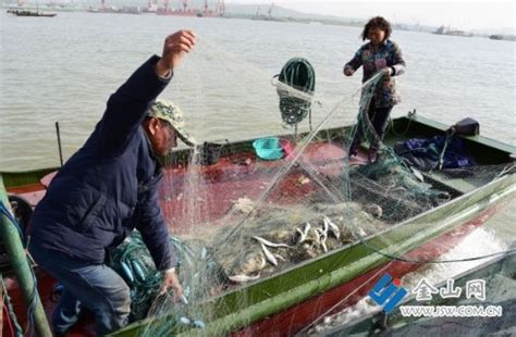 【美丽长江中国行】长江刀鱼第二阶段特捕 渔民收入有望增长50%_今日镇江