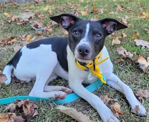 Image result for Dog Eating Pudding Poop