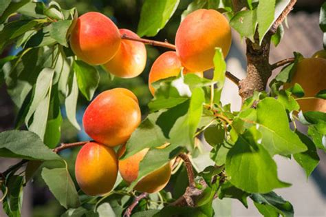 杏子吃多了对身体有什么影响,喜欢吃杏子的进来看看-益盟益生菌