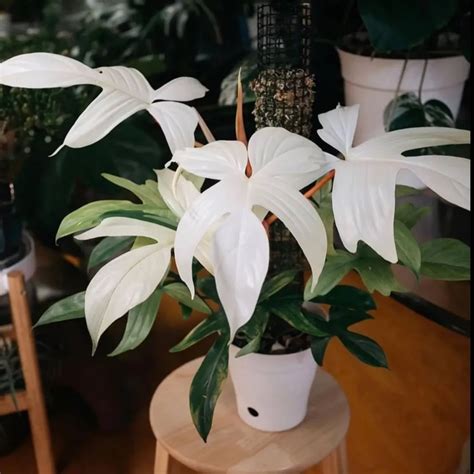 Florida Ghost Philodendron Complete Guide