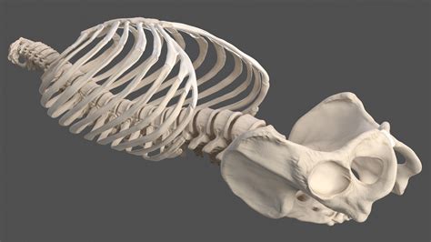 Male Torso Skeleton 3D model | 3D Molier International