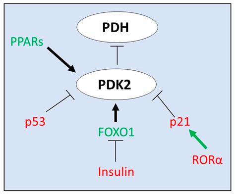 Pyruvate Dehydrogenase Complex Regulation