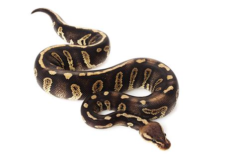 Image result for Royal Python Poo