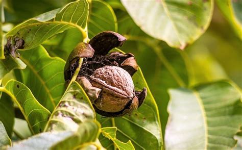 Nuez Propiedades Nutricionales Origen y Variedades Destacadas