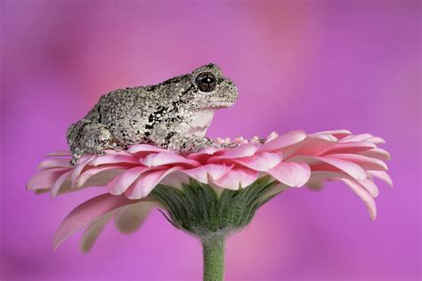 Image result for Pink Tree Frog