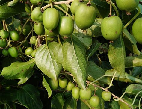 软枣猕猴桃几年结果？软枣猕猴桃品种排名-种植技术-中国花木网