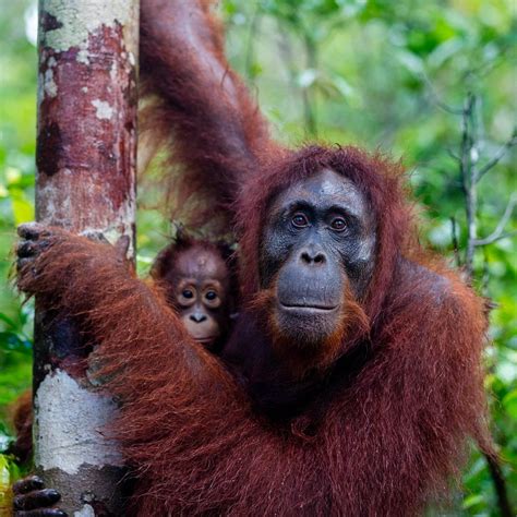 Tanjung Puting National Park (Central Kalimantan) - All You Need to ...