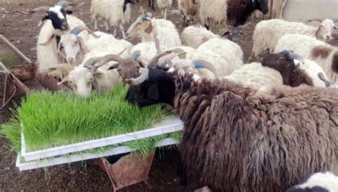 Image result for Fodder Making