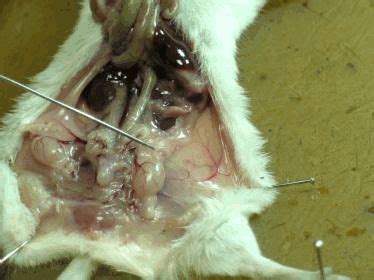 【哺乳动物的结构解剖实验报告 3600字】范文118