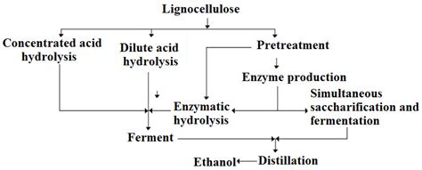 The Use of a Trichoderma reesei Culture for the Hydrolysis of Wheat ...