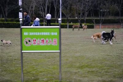 郑州在线-新闻-河南禁养犬种名单公布！中华田园犬上榜引热议