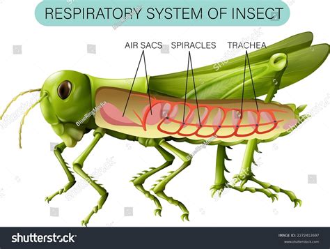 Image result for Class Insecta