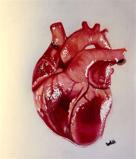 Realistic human heart by lunacanan on deviantart – Artofit