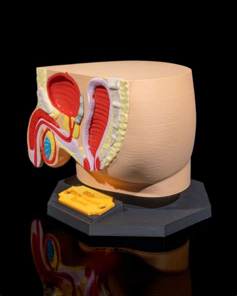 Image result for Male Reproductive System Anatomical Model
