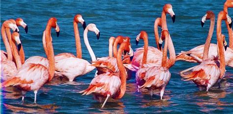 Birds Watching Trail, Bhandup Pumping Station, Mumbai - Book Now @ Rs ...