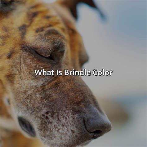 What Is A Brindle Color at Clifford Ward blog