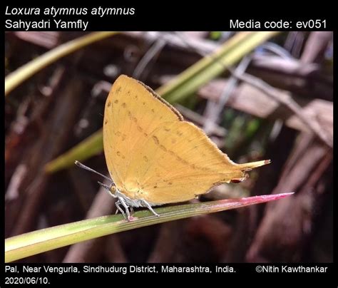 Loxura atymnus | Butterfly