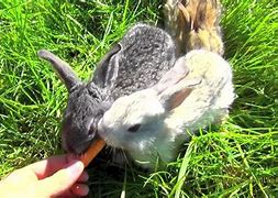 Image result for Funny Bunnies Eating